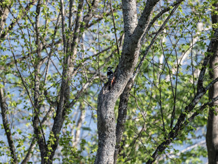 a beautiful bird sits on a branch and sings close-up on a sunny summer day