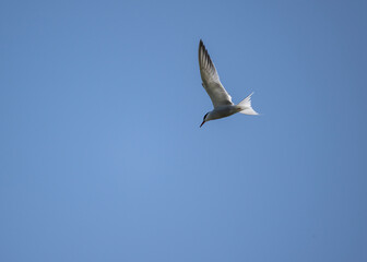 Fototapeta na wymiar white tern on the hunt over the lake close-up