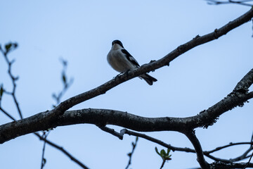 a beautiful bird sits on a branch and sings close-up on a sunny summer day