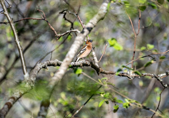 a beautiful bird sits on a branch and sings close-up on a sunny summer day
