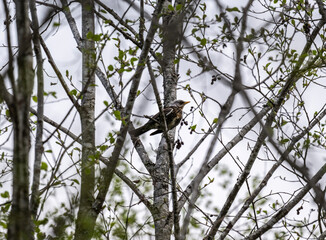 a beautiful bird sits on a branch and sings close-up on a sunny summer day