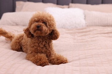 Cute Maltipoo dog on soft bed, space for text. Lovely pet