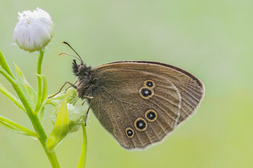 Beautiful nature scene with Ringlet (Aphantopus hyperantus). Macro shot of Ringlet (Aphantopus hyperantus) on the grass. Butterfly Ringlet (Aphantopus hyperantus) in the nature habitat.