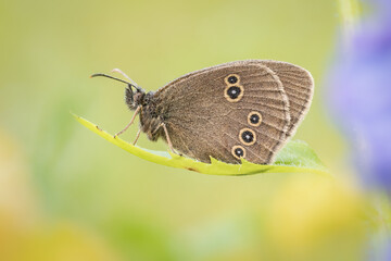 Beautiful nature scene with Ringlet (Aphantopus hyperantus). Macro shot of Ringlet (Aphantopus hyperantus) on the grass. Butterfly Ringlet (Aphantopus hyperantus) in the nature habitat.