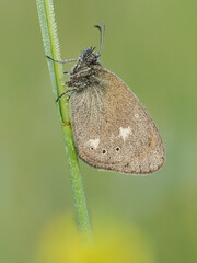 Beautiful nature scene with Chestnut Heath (Coenonympha glycerion). Macro shot of Chestnut Heath (Coenonympha glycerion) on the grass. 