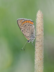Beautiful nature scene with Purple-shot copper (Lycaena alciphron). Macro shot of Purple-shot copper (Lycaena alciphron) on the grass. 