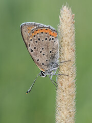 Beautiful nature scene with Purple-shot copper (Lycaena alciphron). Macro shot of Purple-shot copper (Lycaena alciphron) on the grass. 
