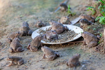 Several frogs were eating pellets on a plate by the pond.