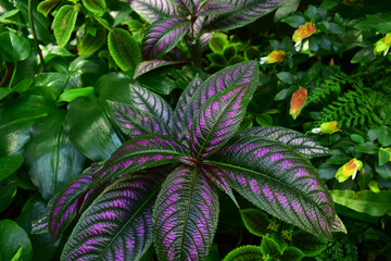 Tropical leaves with purple stripes surrounded by green and orange leaves. Close-up. Botanical garden. Natural background. Beauty in nature.	