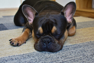 French bulldog of brown and golden color on a grey and blue carpet in the interior. The little dog is sleeping. Pets at home. 