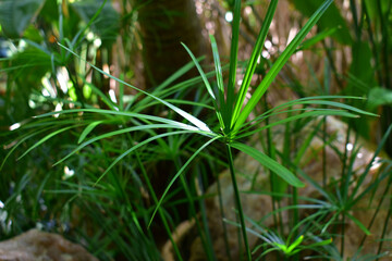 Natural dark background of plant with long narrow leaves. Beauty in nature.