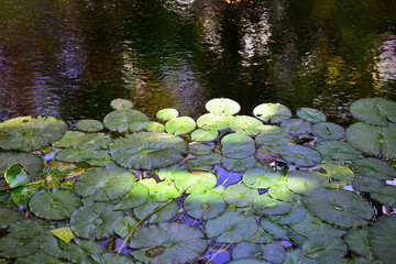 Natural background with a pond and leaves of a water lily. Dark water. Botanical garden. Beauty in nature 