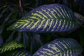 Tropical leaves with yellow stripes. Close-up. Botanical garden. Natural background. Beauty in nature.	
