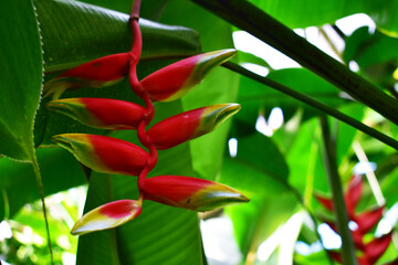 Tropical flower of green-red color surrounded by greenery. Close-up. Botanical garden. Natural background. Beauty in nature.