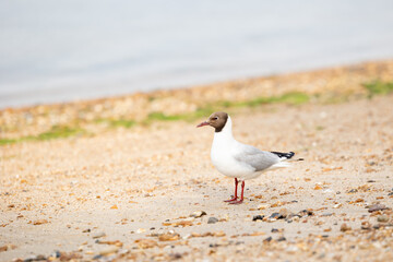 Black-headed gull (Chroicocephalus ridibundus) standing on the beach with the sea in the background.  Isle of Wight, UK in July