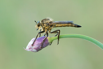 Beautiful nature scene with Robber fly. Macro shot of Robber fly on the flower. Robber fly in the nature habitat.
