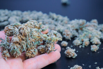 hand holding marijuana on a black background
concept of smoking and relaxing