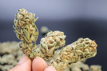 hand holding marijuana on a black background
concept of smoking and relaxing