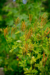 Celandine big close-up in the middle of summer