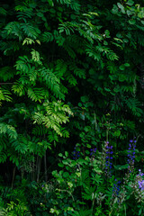 Deciduous forest in the middle of summer close-up