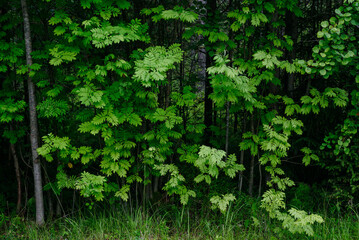 Fototapeta premium Deciduous forest in the middle of summer close-up