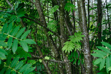 Deciduous forest in the middle of summer close-up