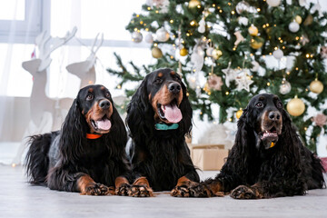 Three setter dogs in Christmas time lying on floor close to festive tree in New Year time at home....