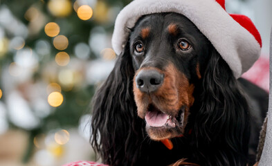 Cute setter dog in Christmas time wearing Santa hat in New Year time closeup portrait. Doggy pet in Xmas holidays at home