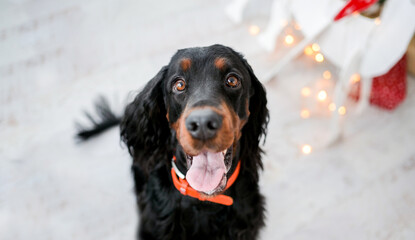 Cute setter dog in Christmas time sitting on floor with festive Xmas lights on background and...