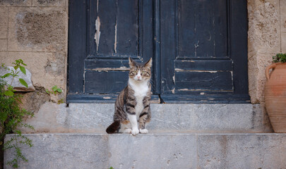 Cute tabby cat sitting in picturesque ancient cobblestone alley with arches in medieval Old Town of...