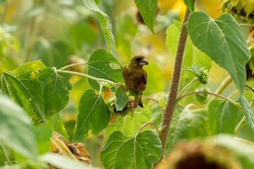 Grey-capped greenfinch of Sunflower Geography in Changsha Botanical Garden
Grey-capped greenfinch, also known as the yellow waist starling, is a small bird, belonging to the Passerine Starling family.