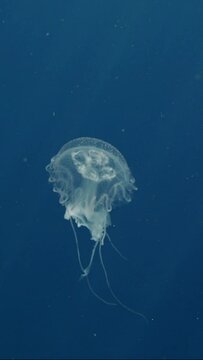 Vertical video, Mauve Stinger Jellyfish swim on deph sea. Mauve Stinger, Night-lightx Jellyfish, Phosphorescent jelly or Purple people eater (Pelagia noctiluca) floating on blue deep of Ocean