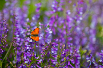 wonderful butterfly with red wings, Lycaena kurdistanica © kenan