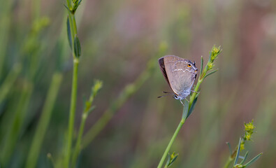 brown butterfly on leaf, Gerhard’s Black Hairstreak, Satyrium abdominalis