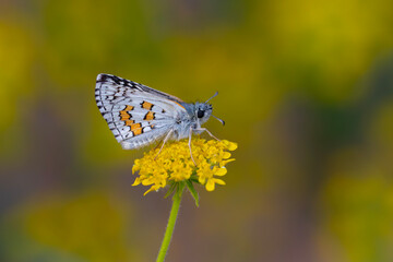 butterfly in yellow colors on yellow flower, Yellow-banded Skipper, Pyrgus sidae
