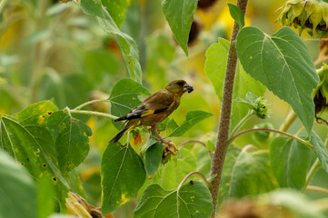 Grey-capped greenfinch of Sunflower Geography in Changsha Botanical Garden
Grey-capped greenfinch, also known as the yellow waist starling, is a small bird, belonging to the Passerine Starling family.