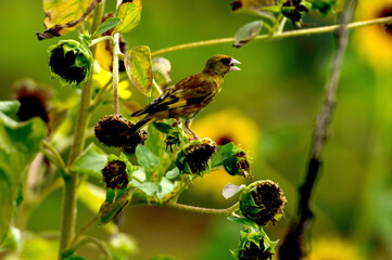 Grey-capped greenfinch of Sunflower Geography in Changsha Botanical Garden
Grey-capped greenfinch, also known as the yellow waist starling, is a small bird, belonging to the Passerine Starling family.