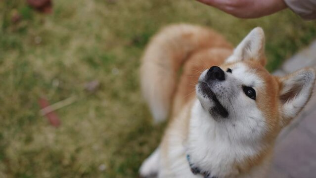 High angle view cute Akita eating food from female hand in slow motion. Portrait of adorable pet enjoying tasty snack outdoors
