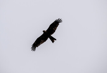 black kite on the hunt over the lake close-up