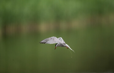 Fototapeta premium white tern on the hunt over the lake close-up
