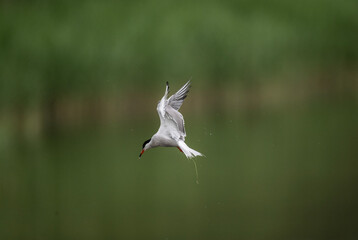 white tern on the hunt over the lake close-up