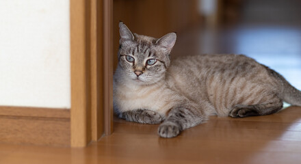 フローリングに寝そべる猫