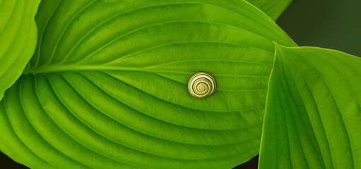 Snail on big green leaf for summer background and ecological concept.