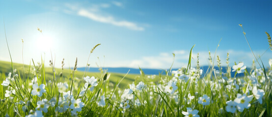Green field blue nature white summer meadow spring sunlight plant