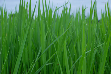 green rice plant with water drops