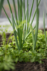 Green onion growing in the garden. Selective focus. Shallow depth of field.