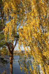 Yellow leaves on a tree in autumn