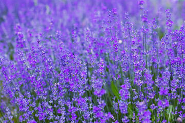 Naklejka premium Flowers in the lavender fields in the Provence mountains.