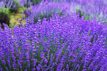 Flowers in the lavender fields in the Provence mountains.