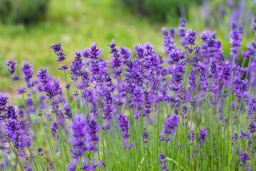 Obraz premium Flowers in the lavender fields in the Provence mountains.